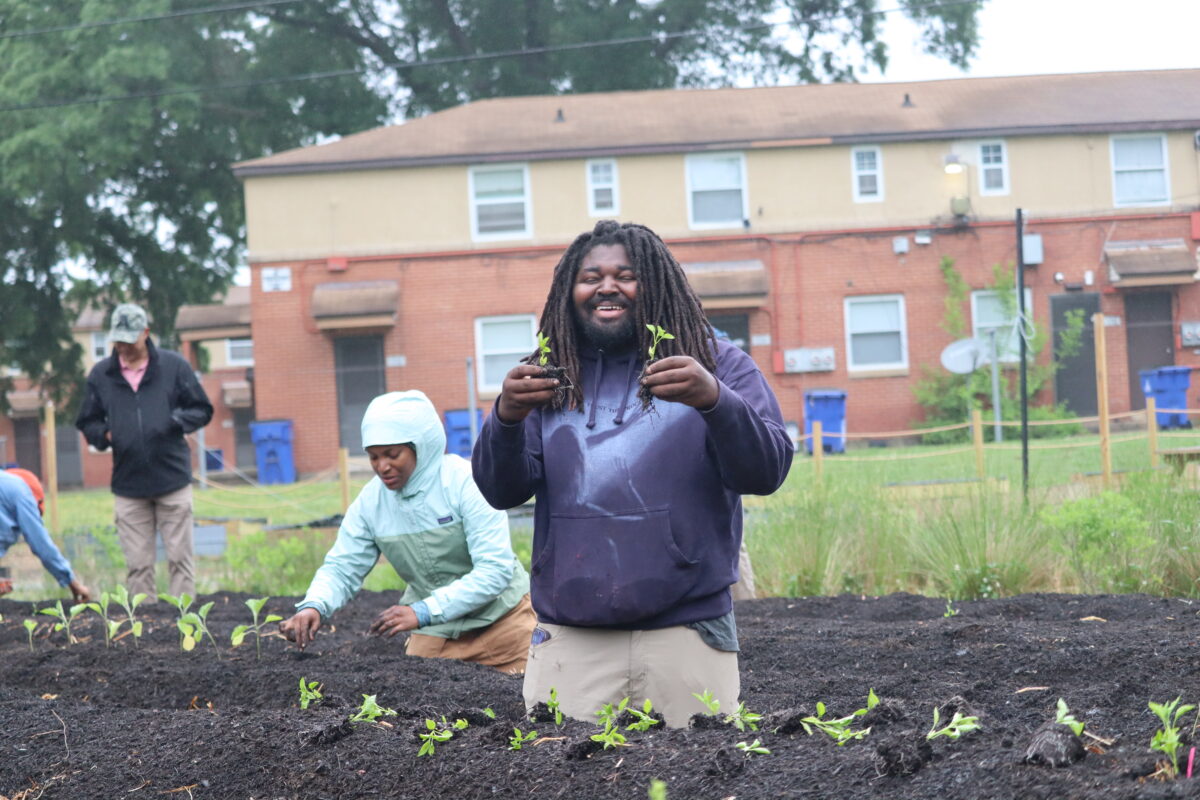 Young African American man smiling and kneeling in a spring garden row, holding seedling plants