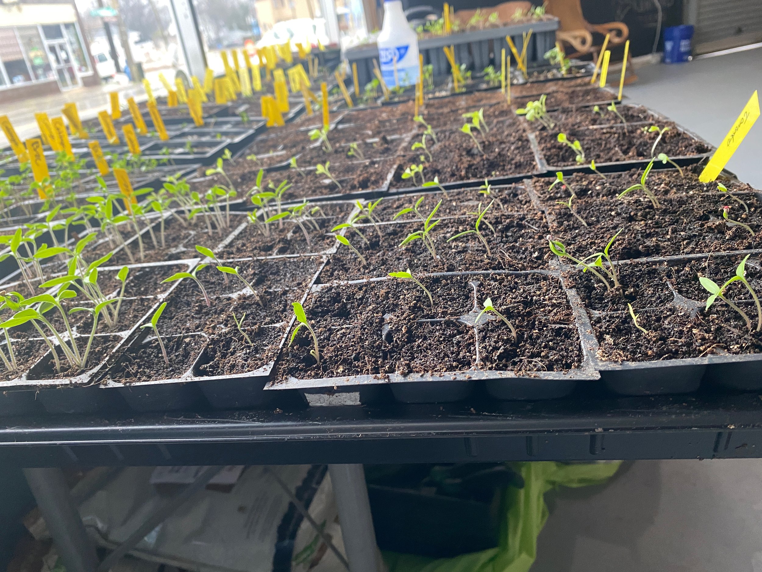 Featured image for “Hillside Mini-Farm and Community Space Winter Updates”